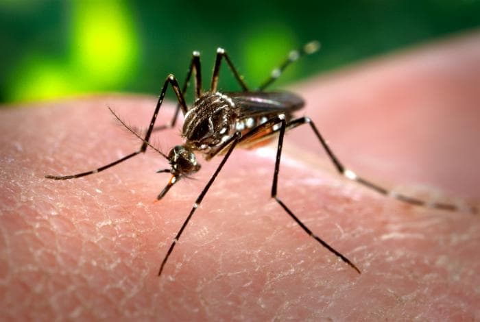 Dengue Case Caught in Hillsborough County: Crews Are Treating, and Your Yard Is the Weak Link