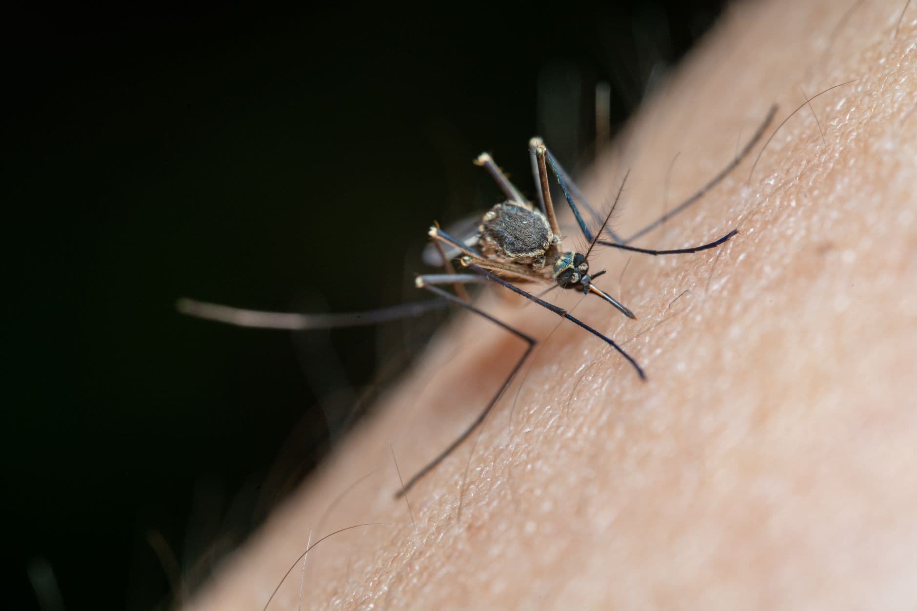 Hillsborough County Declares Dengue Emergency as Local Cases Top 170